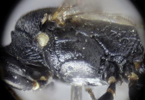 Réf. 320 048 : Passaloecus gracilis